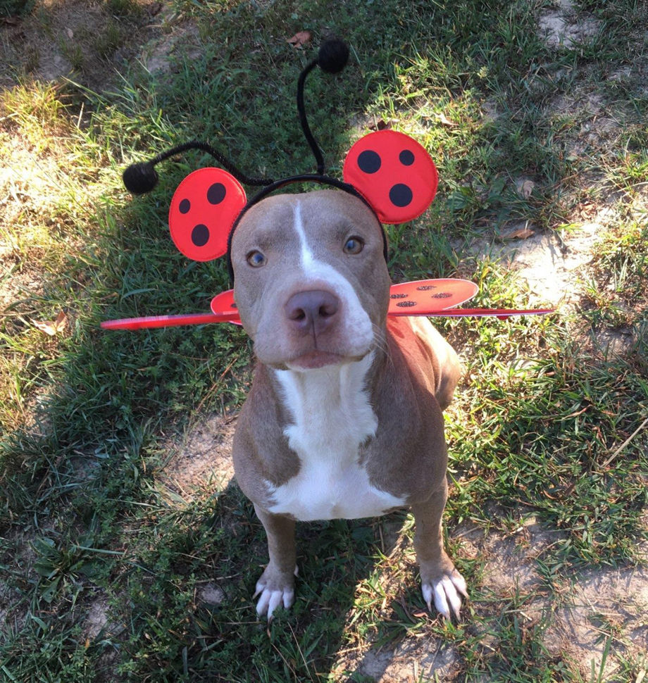 LadyBug2.jpg